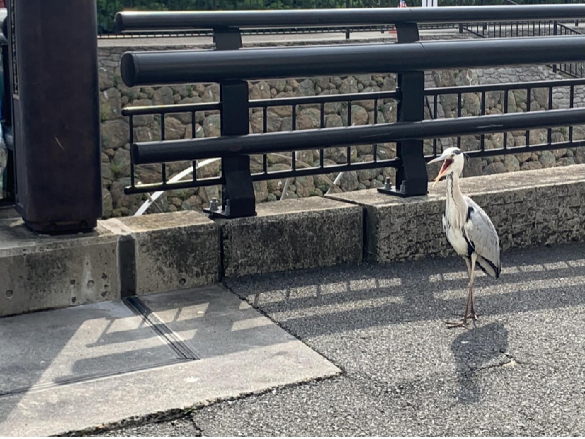 京都市右京区太秦の青サギ_画像