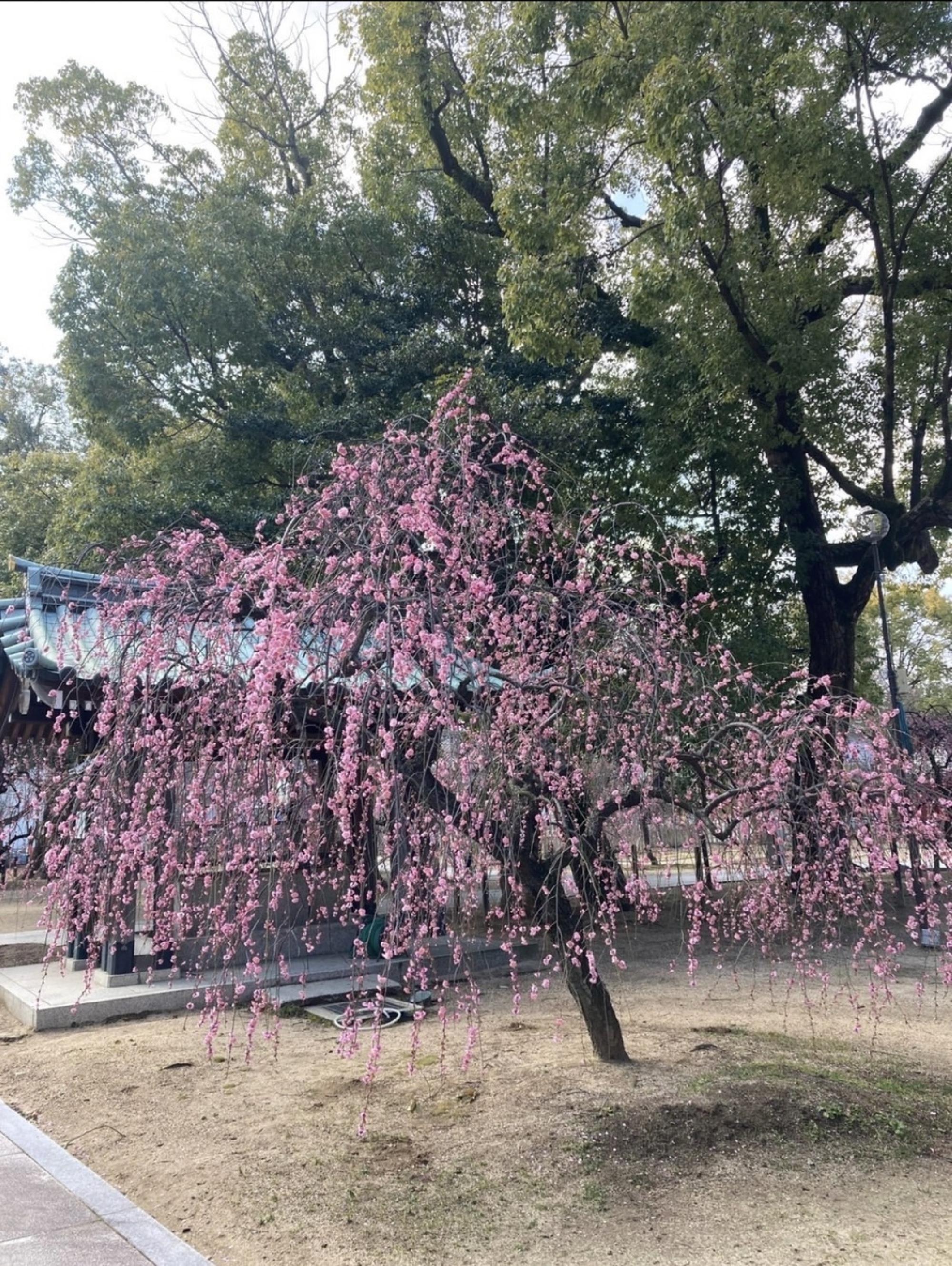 大阪府松原市の屯倉(みやけ)神社_画像