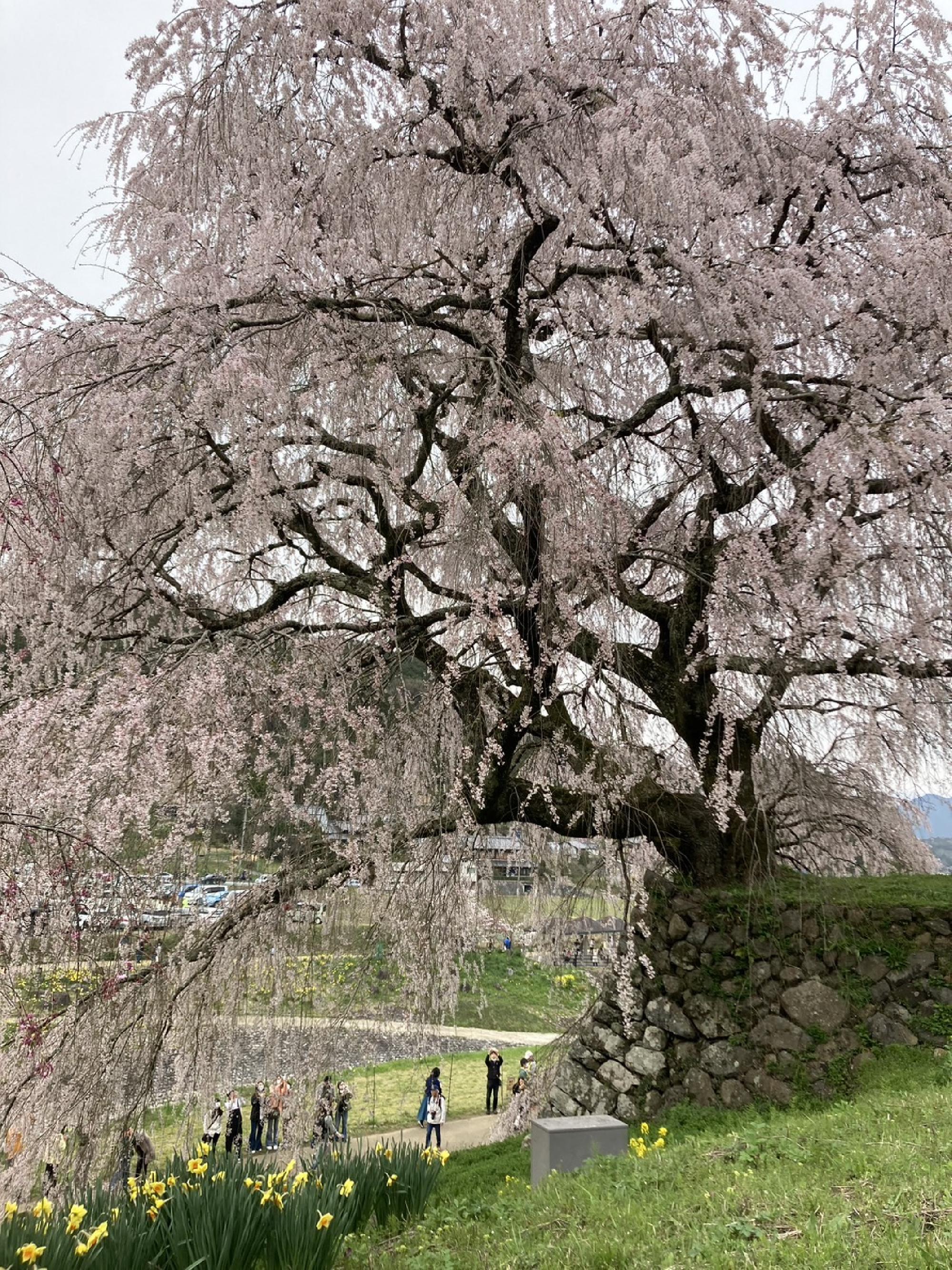 奈良県宇陀市の又兵衛桜_画像