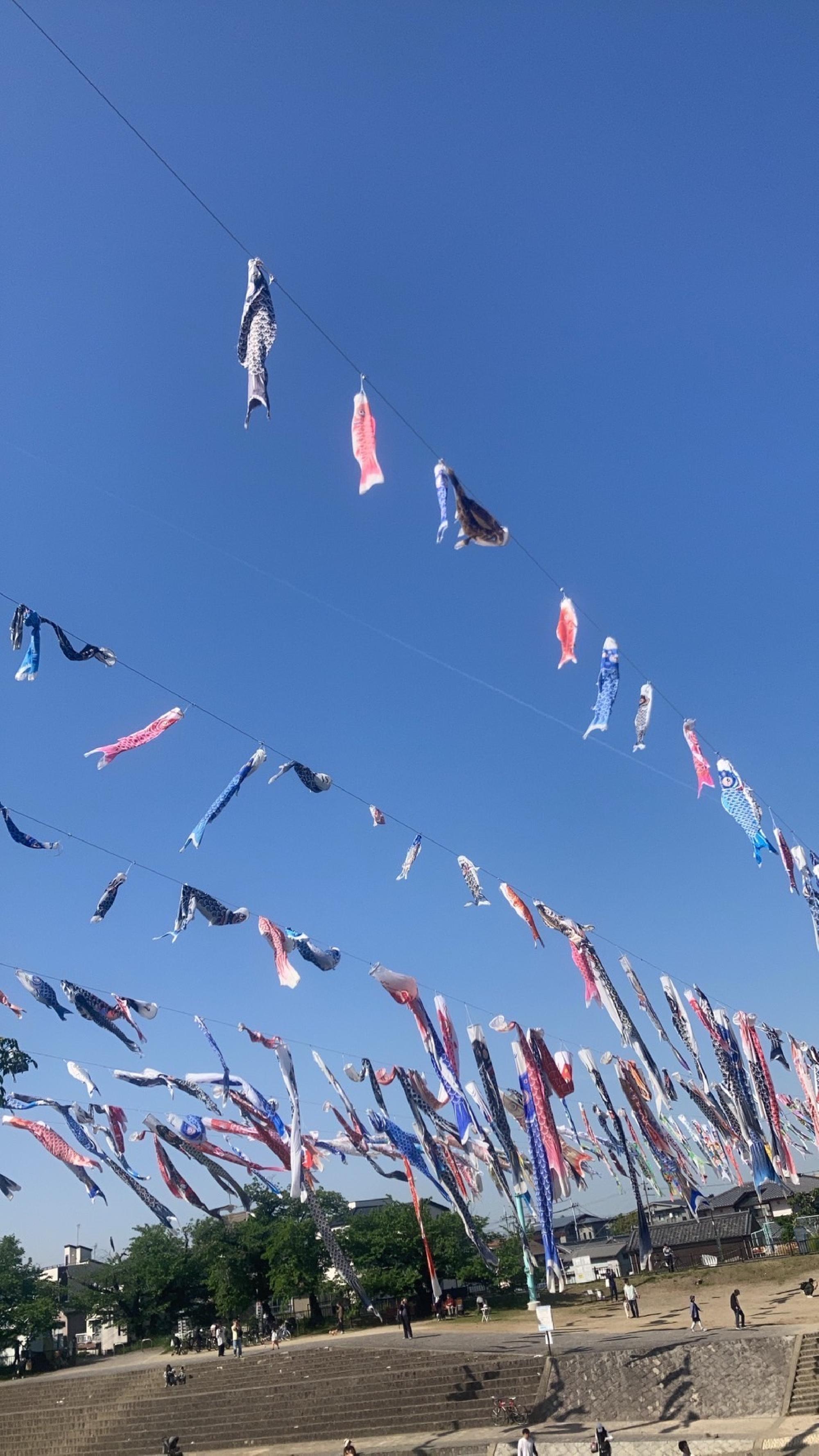  芥川の鯉のぼり