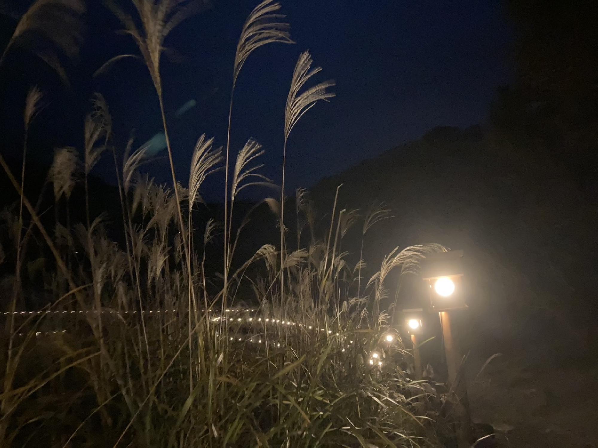 ススキで有名な曽爾高原_画像