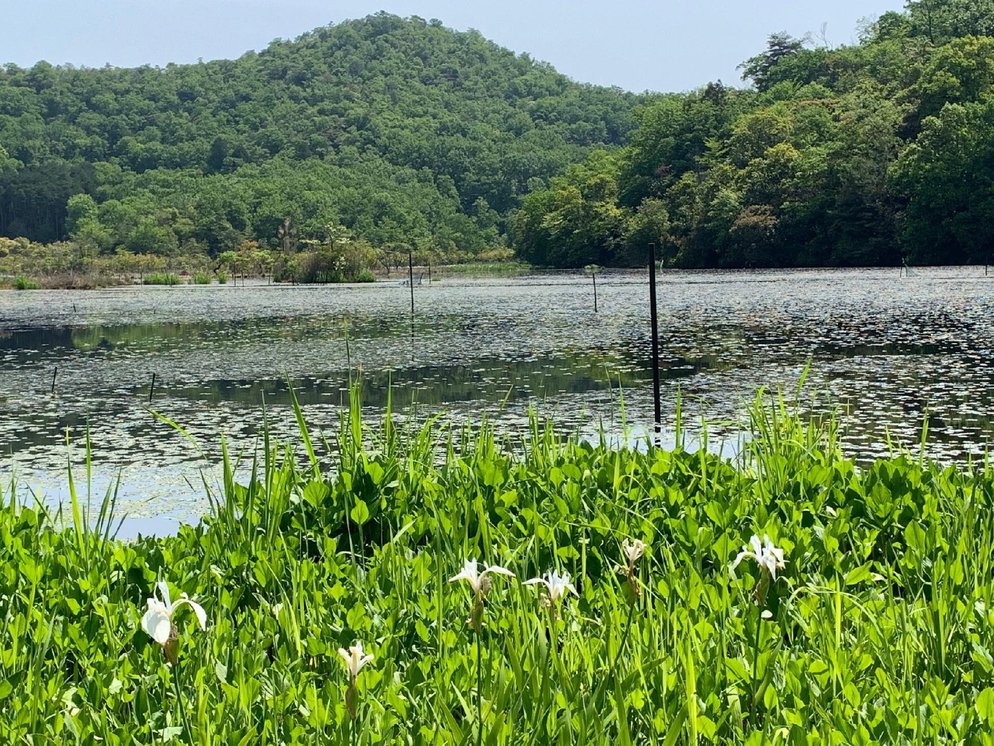 京都市北区上賀茂の深泥池_画像