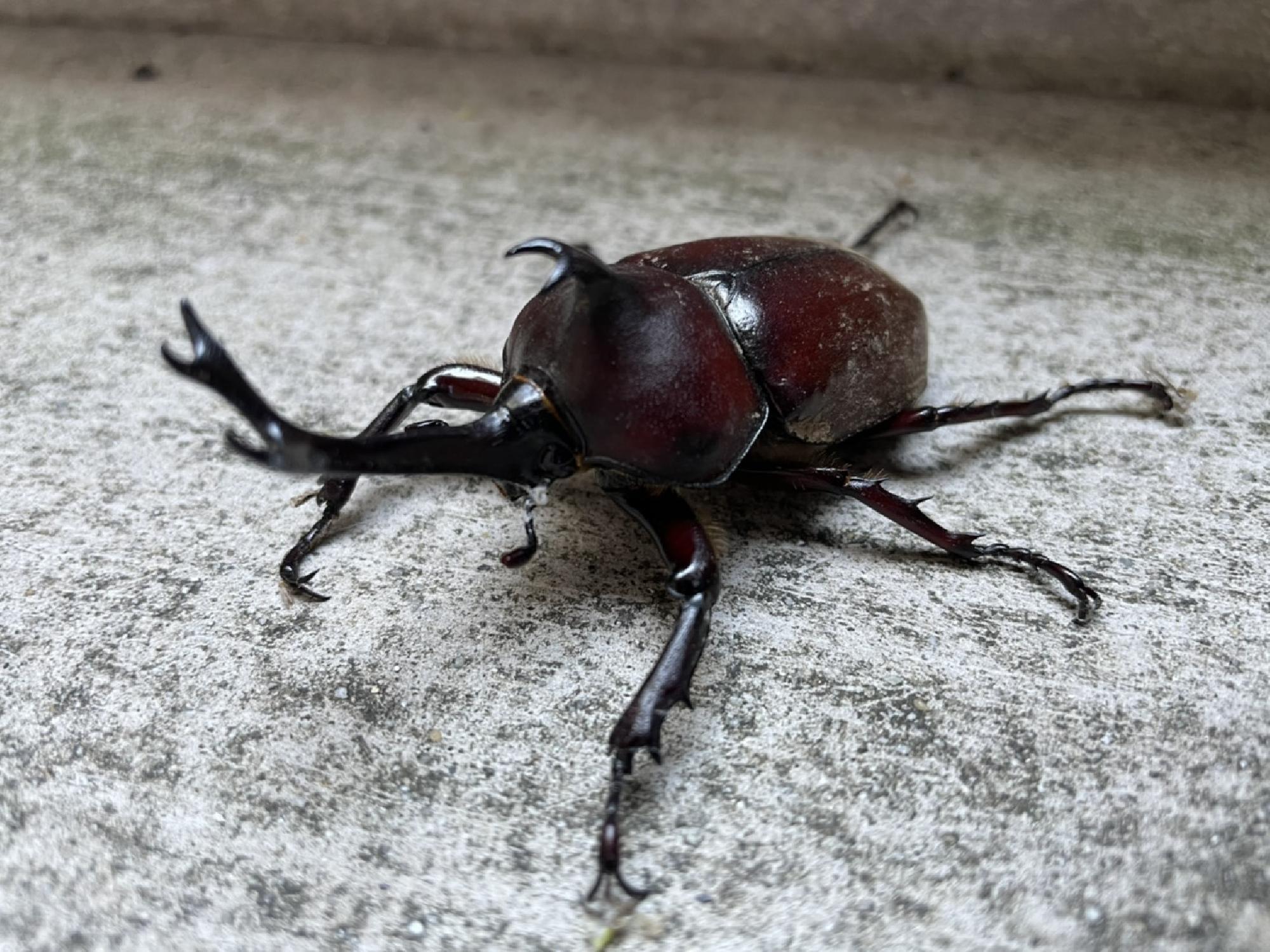 京都府城陽市でカブトムシ_画像