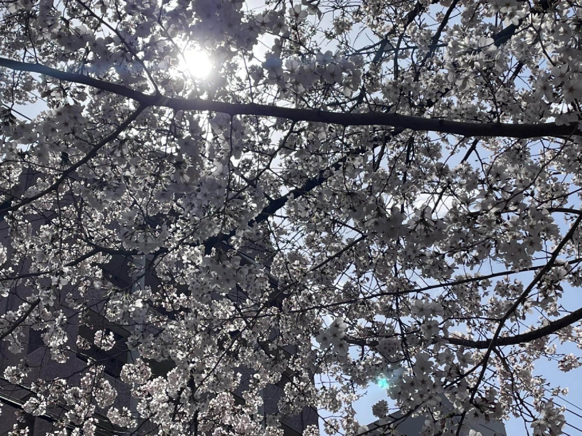 桜満開