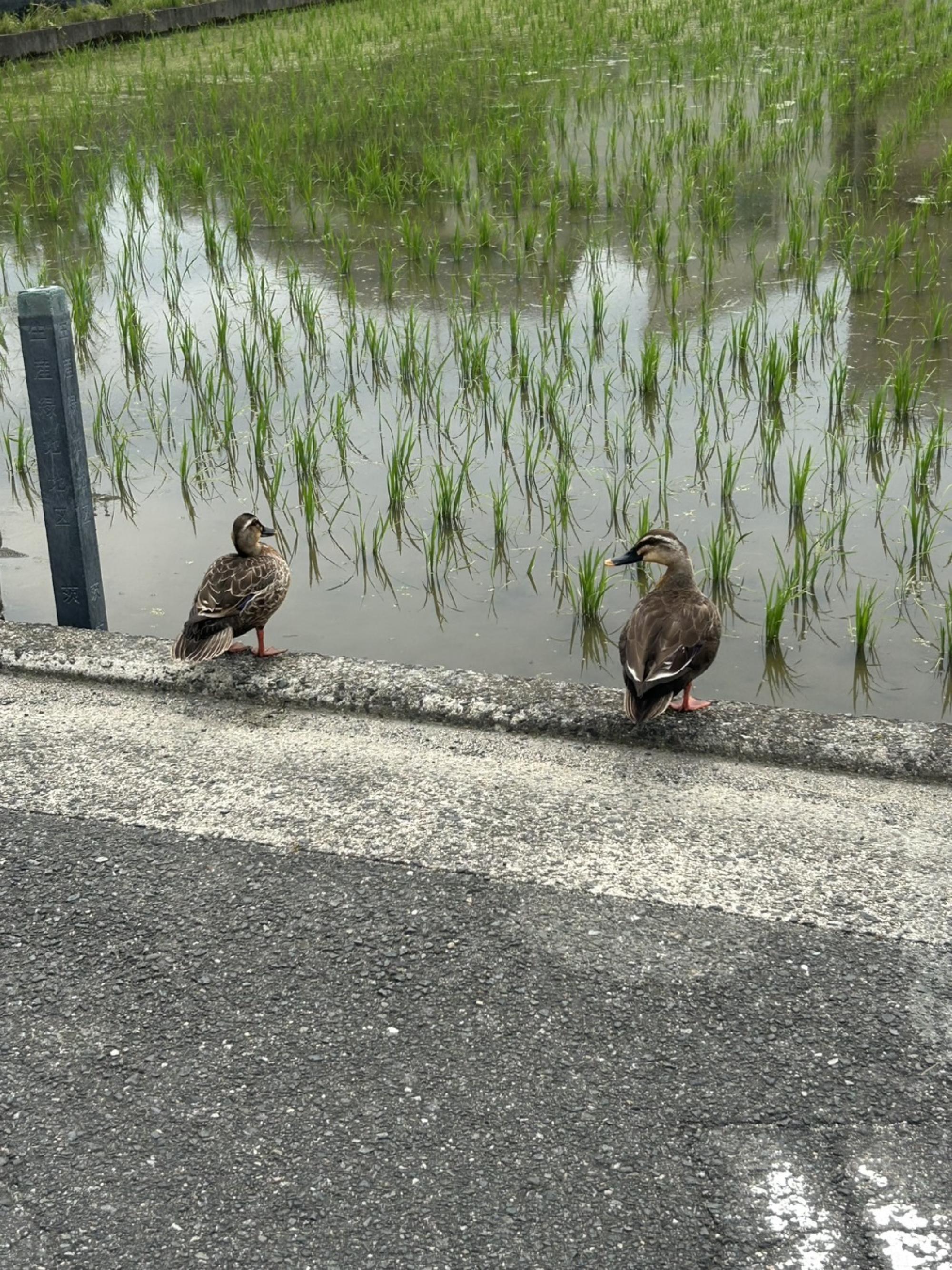 真鴨の兄弟?_画像