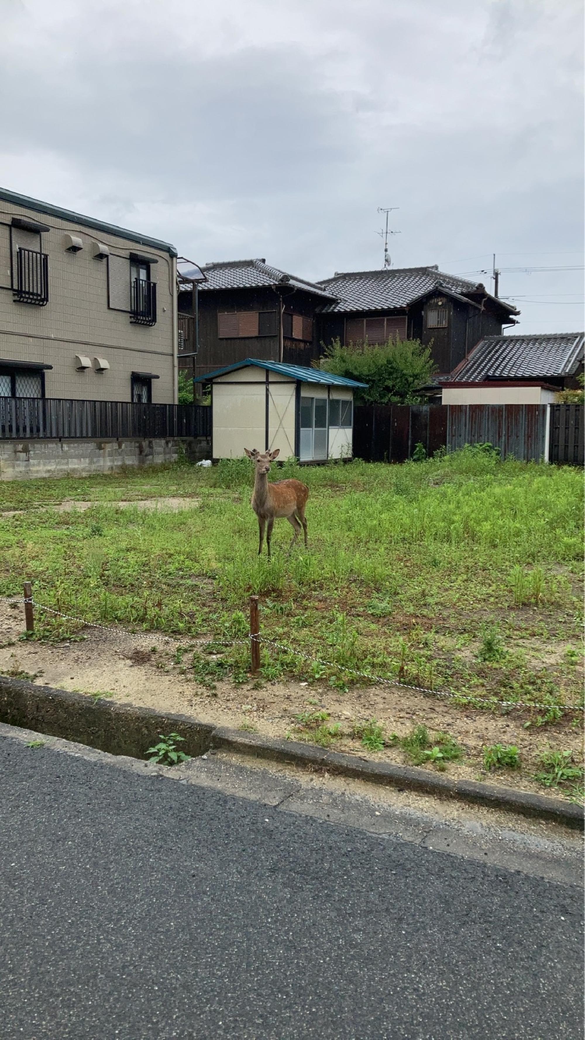鹿発見！_画像