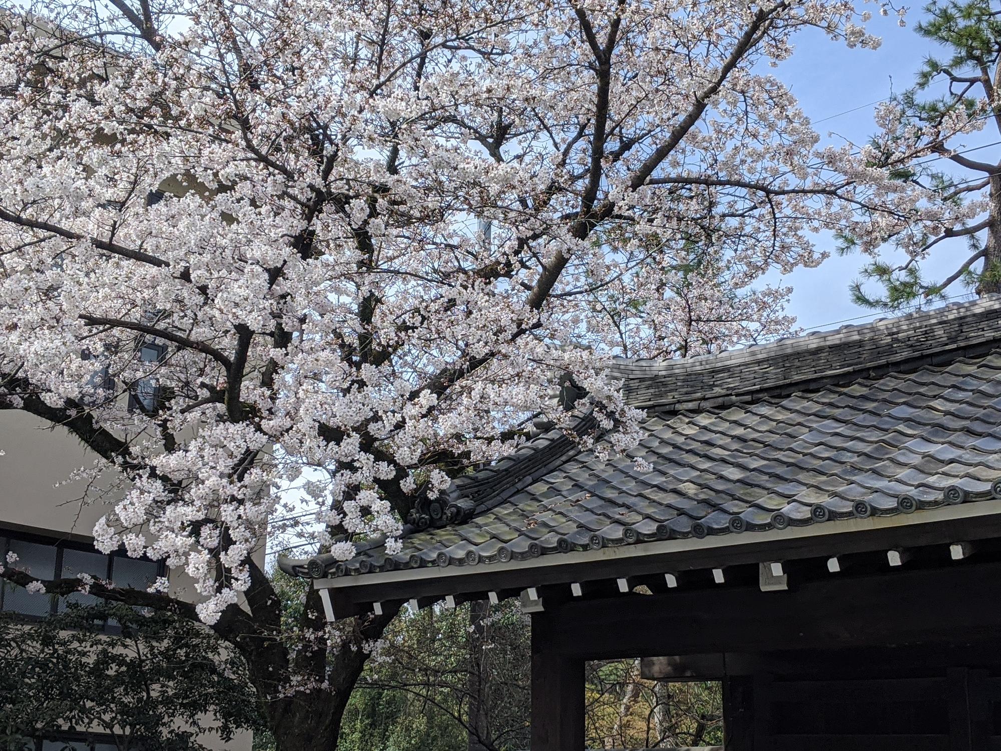 桜咲く【京都府立鴨沂高等学校の正門】_画像