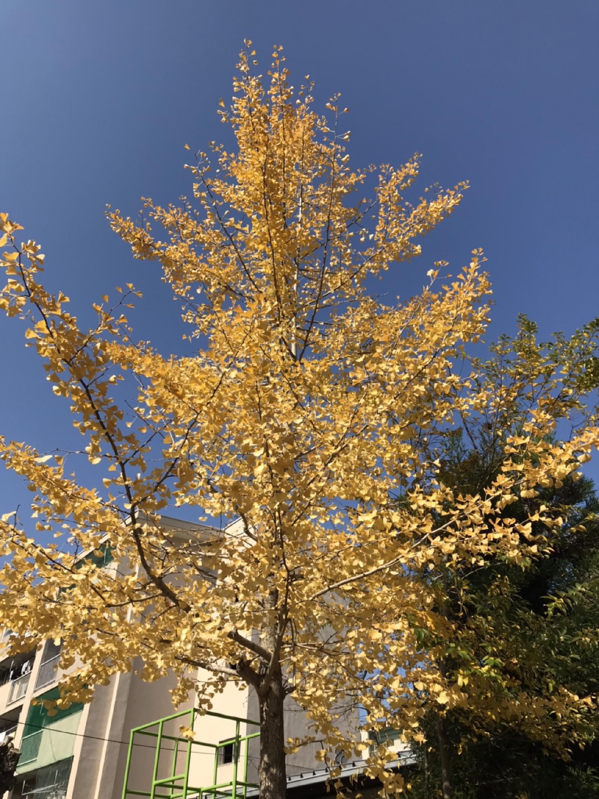 京都府京田辺市より_画像