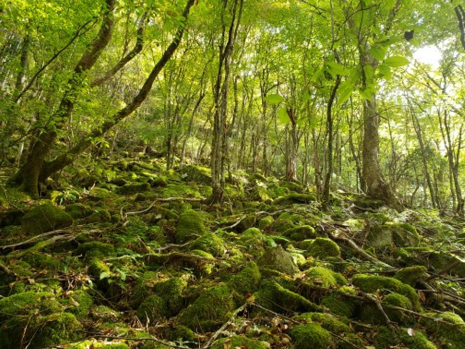 2020/10/29 15:00:00 苔むす深山