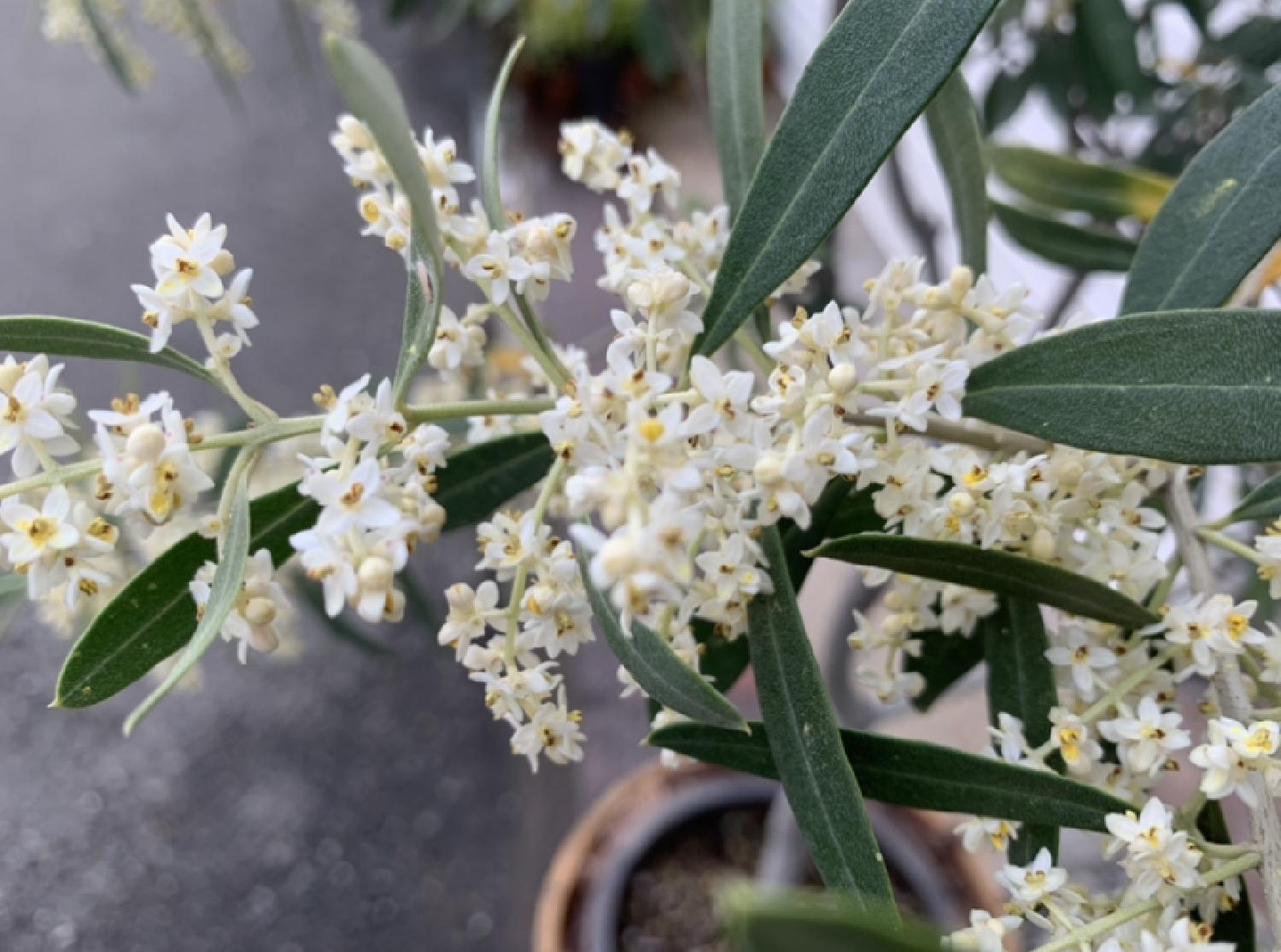  今年もオリーブの花が咲きました