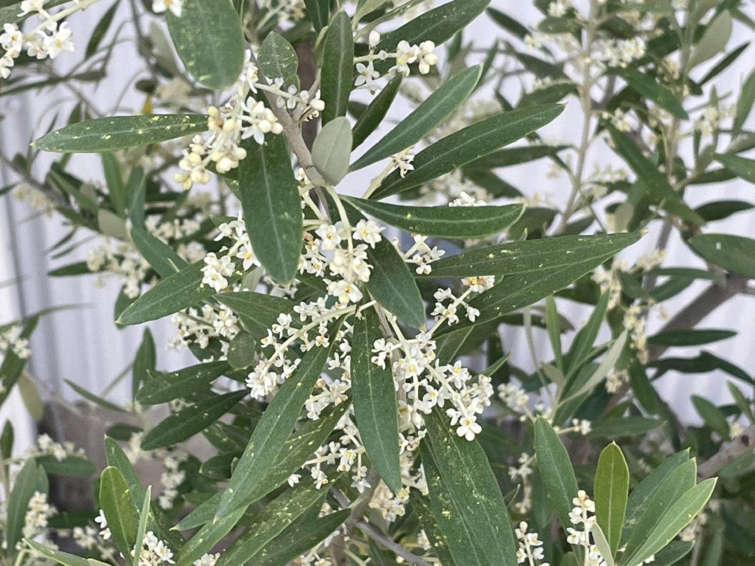  今年もオリーブの花が可愛く咲いていました