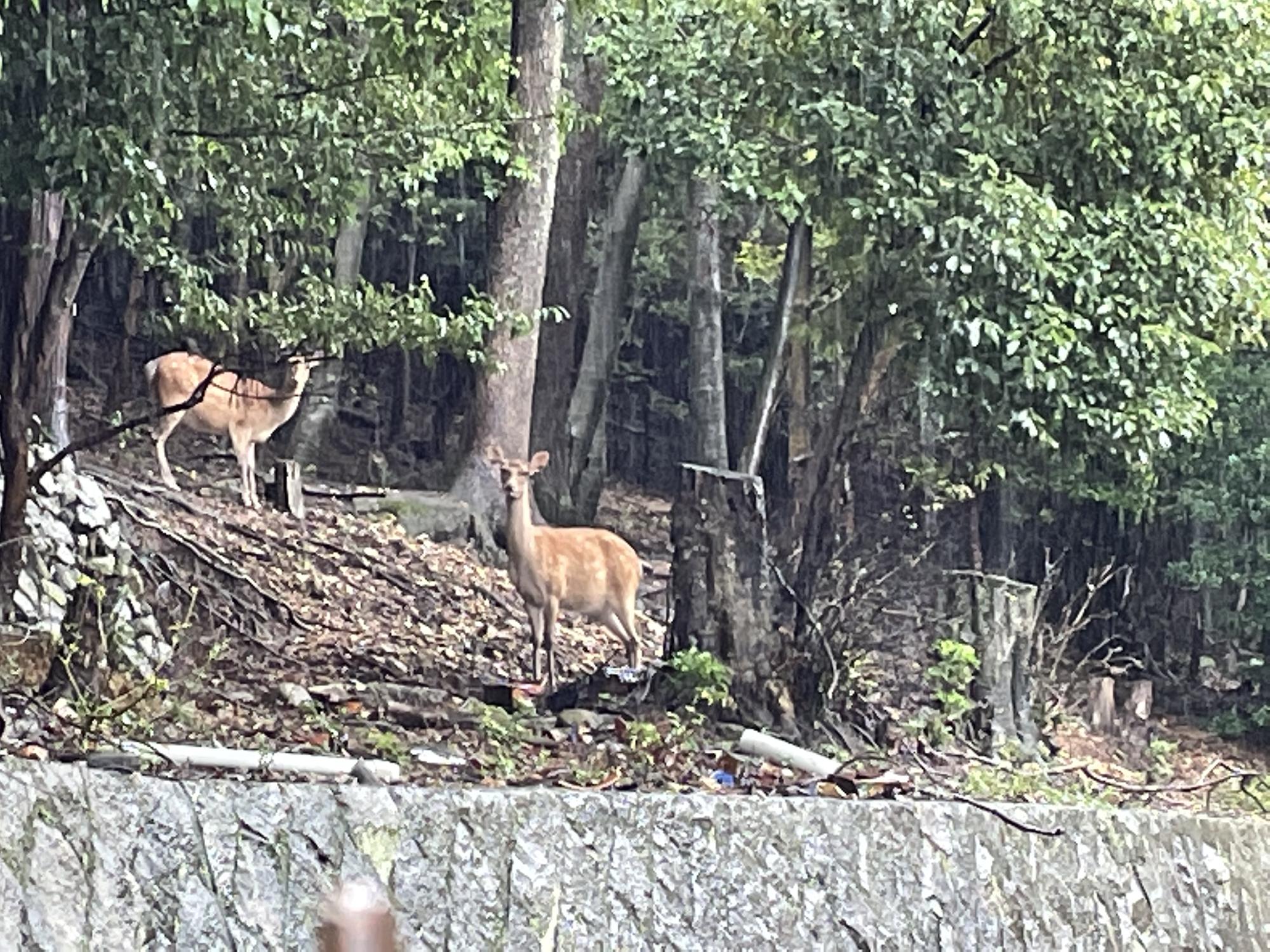 京都市左京区で鹿を発見！ NO PICT