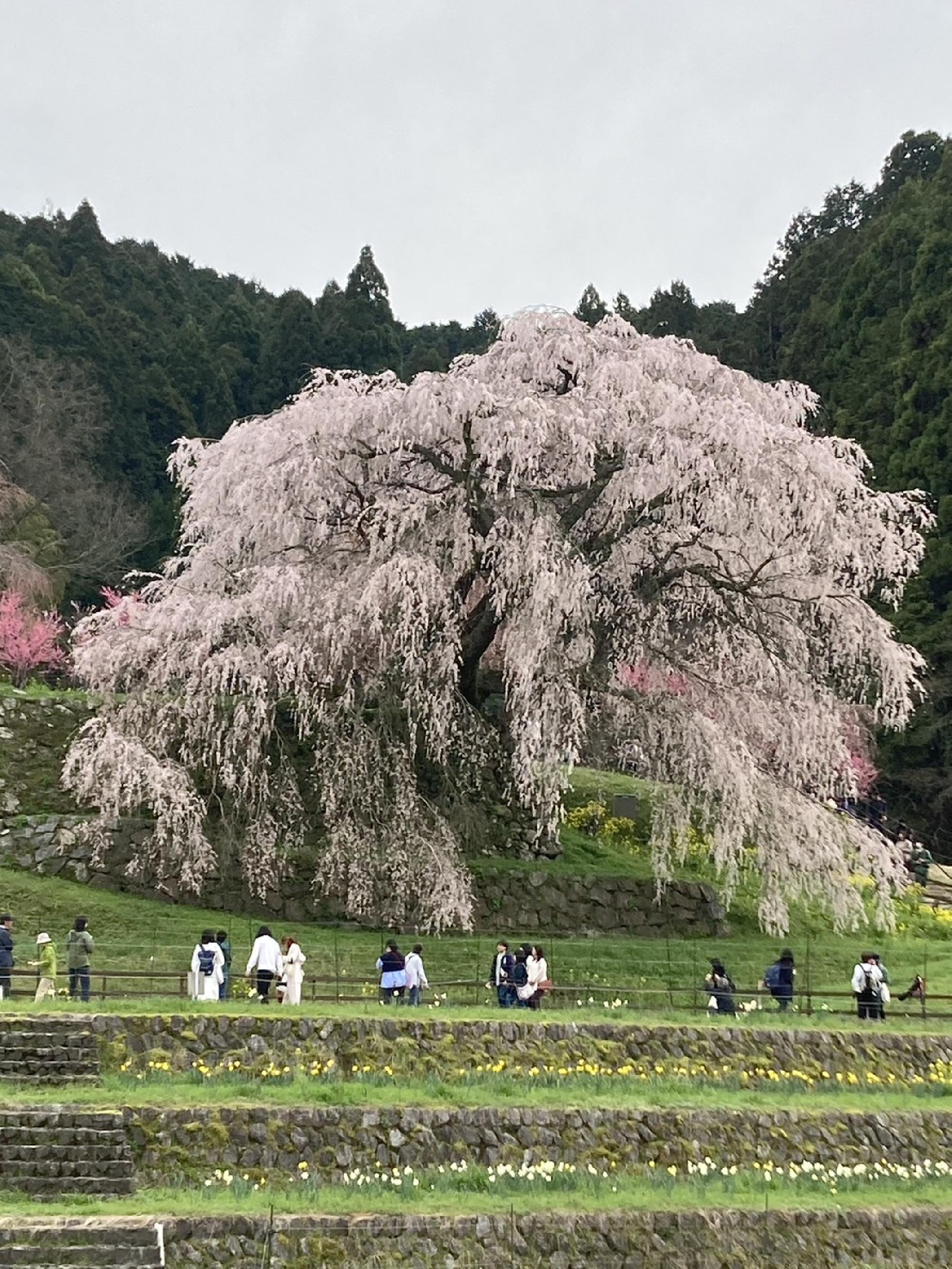 奈良県宇陀市の又兵衛桜_画像