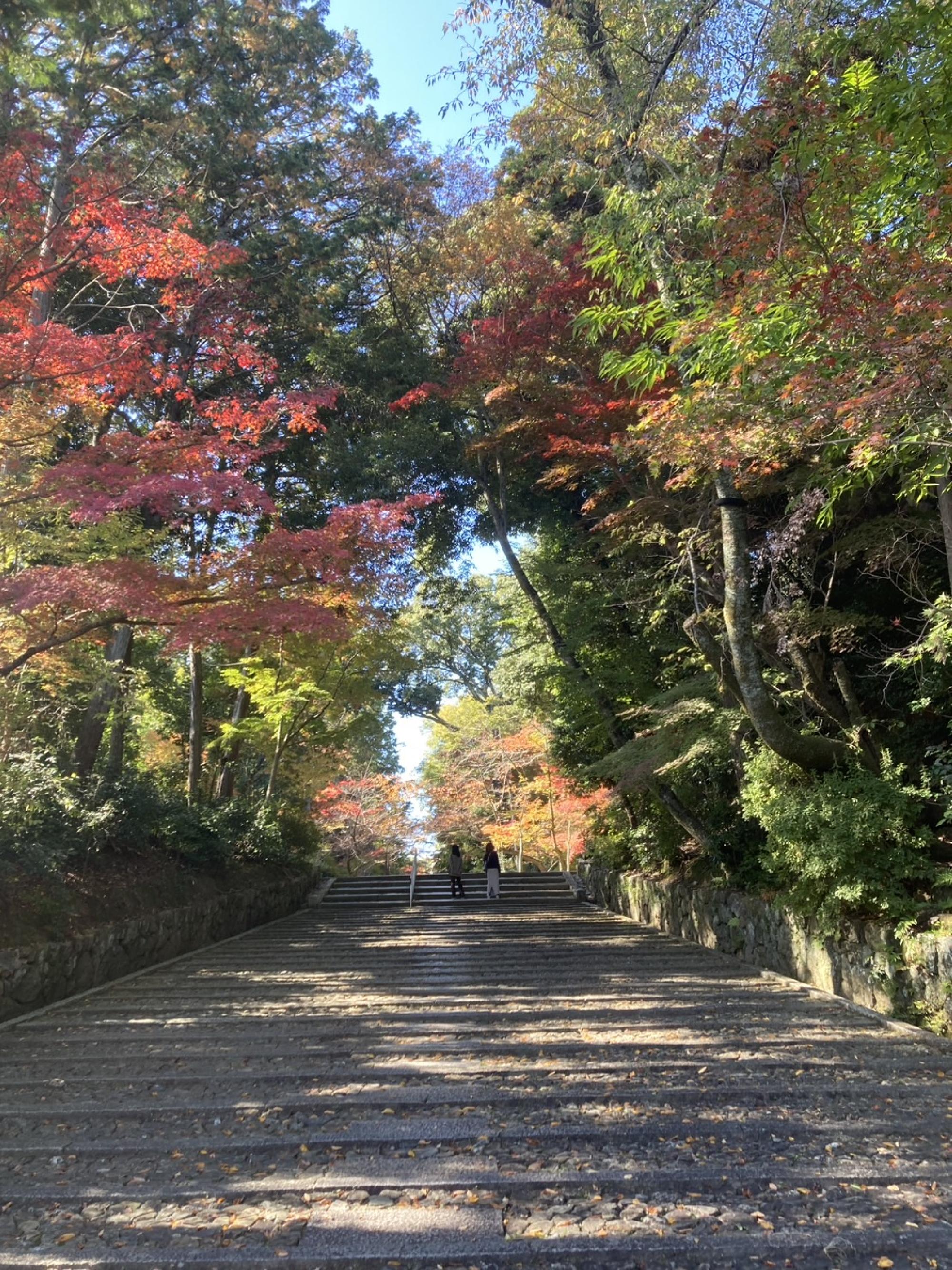 長岡京市の光明寺の紅葉_画像